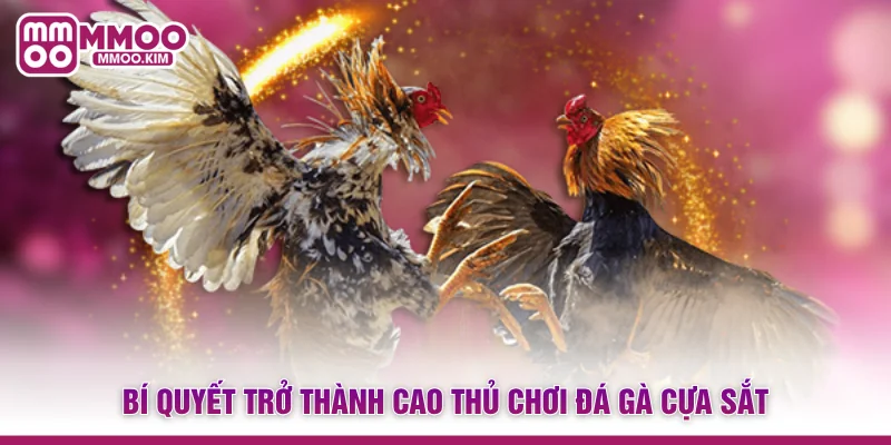 Bí quyết trở thành cao thủ chơi đá gà cựa sắt