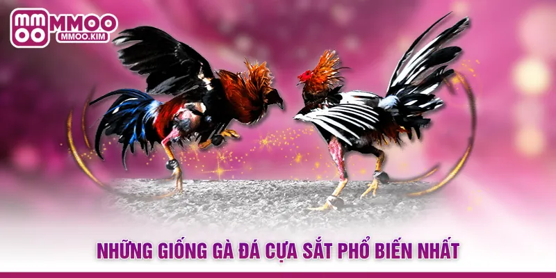 Những giống gà đá cựa sắt phổ biến nhất